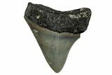 Bargain, Fossil Megalodon Tooth - North Carolina #351766-1